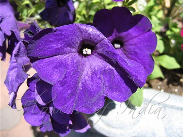 Violet Petunia